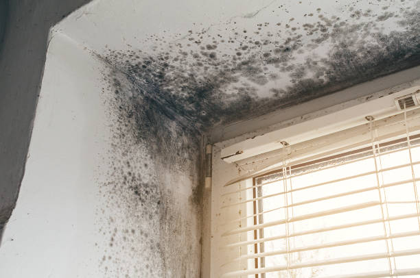 Affordable Attic Mold Remediation solutions in Munson, PA